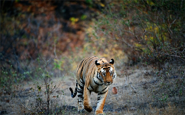 ¾ÅÖÝkuÓιÙÍø,ºþÄÏÒ°Éú¶¯Îï×·×Ù,ºþÄÏÎÀÐÇ×·×ÙÆ÷,ºþÄÏ×·×ÙÆ÷ ¾ÅÖÝkuÓιÙÍø,ºþÄÏÒ°Éú¶¯Îï×·×Ù,ºþÄÏÎÀÐÇ×·×ÙÆ÷,ºþÄÏ×·×ÙÆ÷