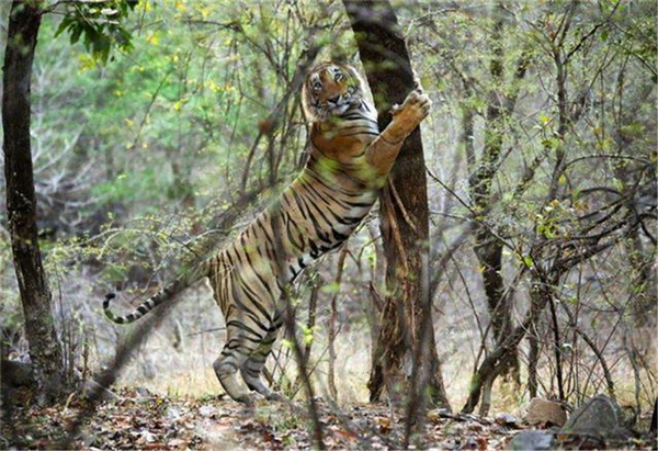 ¾ÅÖÝkuÓιÙÍø,ºþÄÏÒ°Éú¶¯Îï×·×Ù,ºþÄÏÎÀÐÇ×·×ÙÆ÷,ºþÄÏ×·×ÙÆ÷ ¾ÅÖÝkuÓιÙÍø,ºþÄÏÒ°Éú¶¯Îï×·×Ù,ºþÄÏÎÀÐÇ×·×ÙÆ÷,ºþÄÏ×·×ÙÆ÷