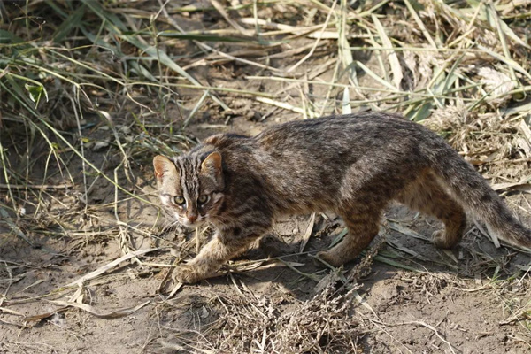 ����ku�ι���,����Ұ������׷��,��������׷����,����׷����