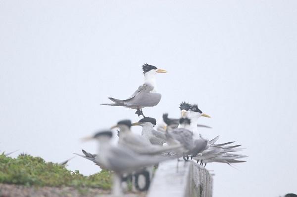 ����ku�ι���,����Ұ������׷��,��������׷����,����׷����