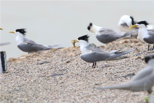 ����ku�ι���,����Ұ������׷��,��������׷����,����׷����