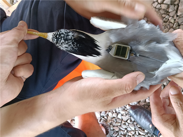 ����ku�ι���,����Ұ������׷��,��������׷����,����׷����