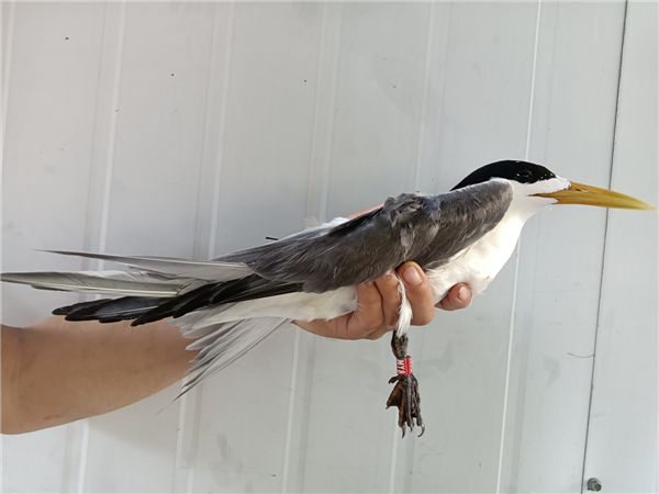 ����ku�ι���,����Ұ������׷��,��������׷����,����׷����