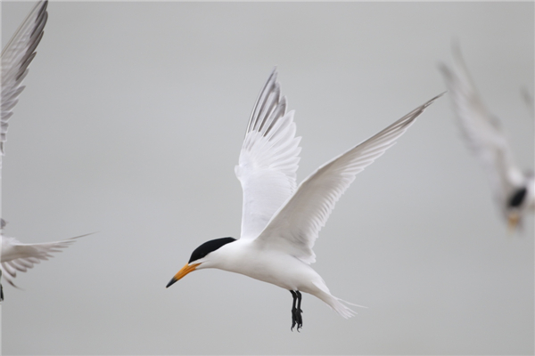 ����ku�ι���,����Ұ������׷��,��������׷����,����׷����