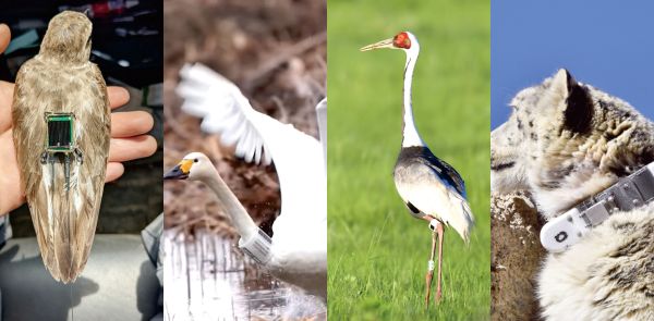 ����ku�ι���,����Ұ������׷��,��������׷����,����׷����