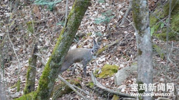 ����ku�ι���,����Ұ������׷��,��������׷����,����׷����