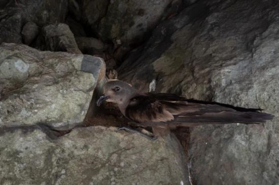 ����ku�ι���,����Ұ������׷��,��������׷����,����׷����