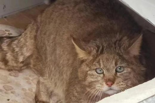 ����ku�ι���,����Ұ������׷��,��������׷����,����׷����