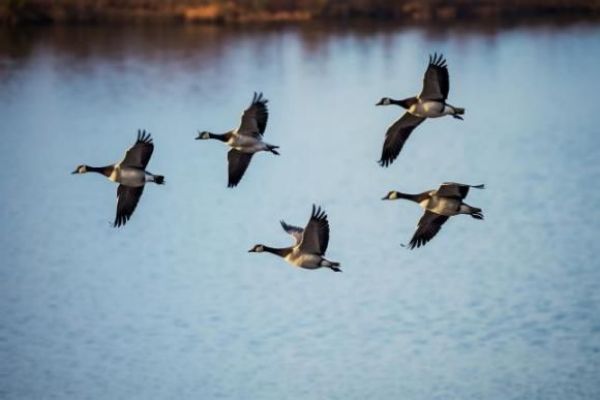 ����ku�ι���,����Ұ������׷��,��������׷����,����׷����