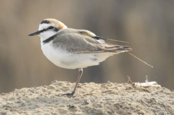 ����ku�ι���,����Ұ������׷��,��������׷����,����׷����