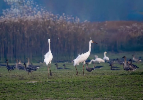 ����ku�ι���,����Ұ������׷��,��������׷����,����׷����