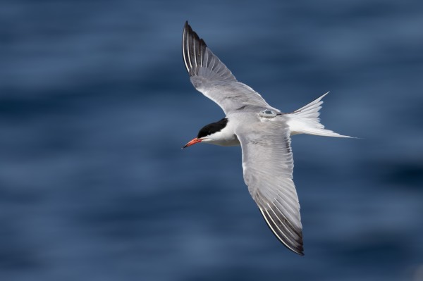 ����ku�ι���,����Ұ������׷��,��������׷����,����׷����