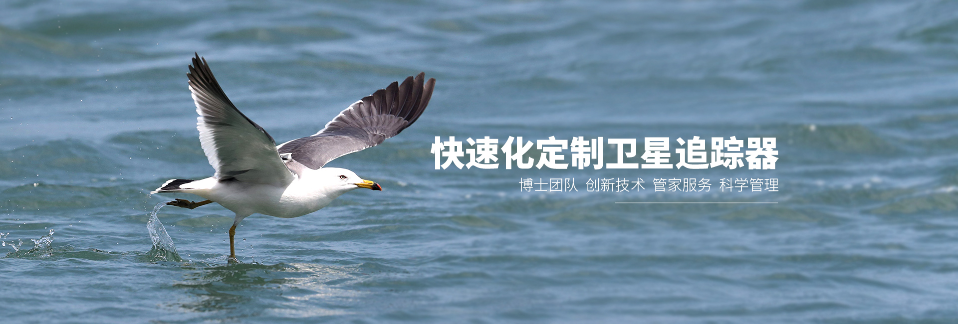 ¾ÅÖÝkuÓιÙÍø_ºþÄÏÒ°Éú¶¯Îï×·×Ù|ºþÄÏÎÀÐÇ×·×ÙÆ÷ ¾ÅÖÝkuÓιÙÍø_ºþÄÏÒ°Éú¶¯Îï×·×Ù|ºþÄÏÎÀÐÇ×·×ÙÆ÷